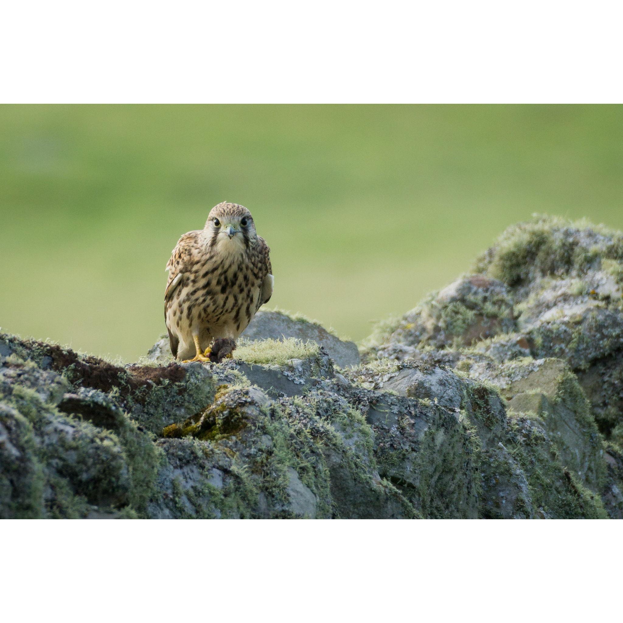 Fair Isle is famous for bird watching, bring your binoculars!