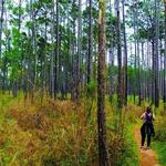 Sam Houston National Forest