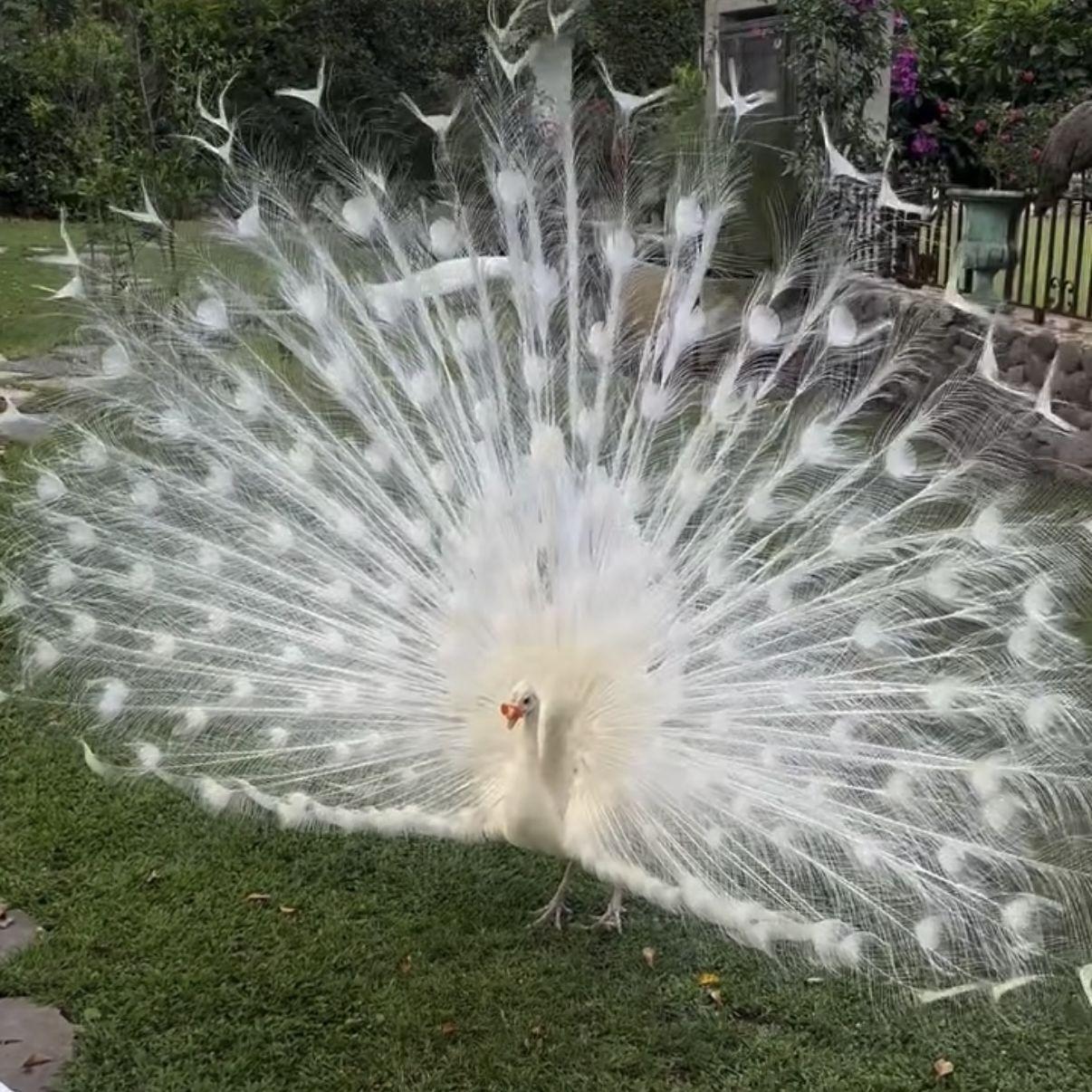 the venue contains various peacocks that roam the grounds