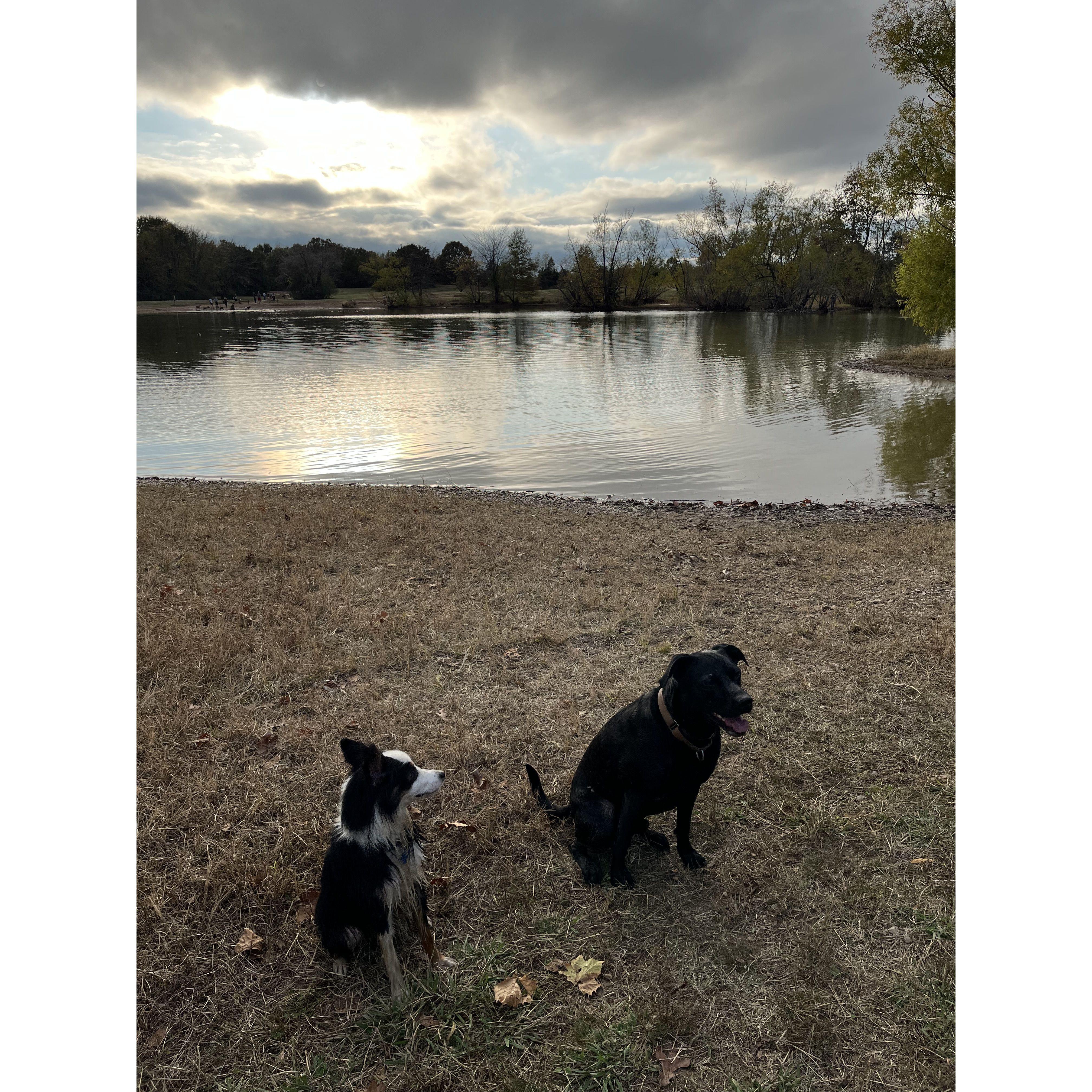 August and Goose swimming at Shelby Farms Park, November 6, 2022