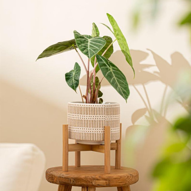 LA JOLIE MUSE 7.3 Inch Ceramic Planter with Wood Planter Holder -Beige Modern Round Decorative Flower Pot Indoor with Wood Stand