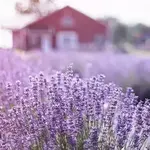 New Life Lavender & Cherry Farm