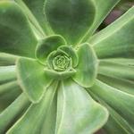 Lotusland