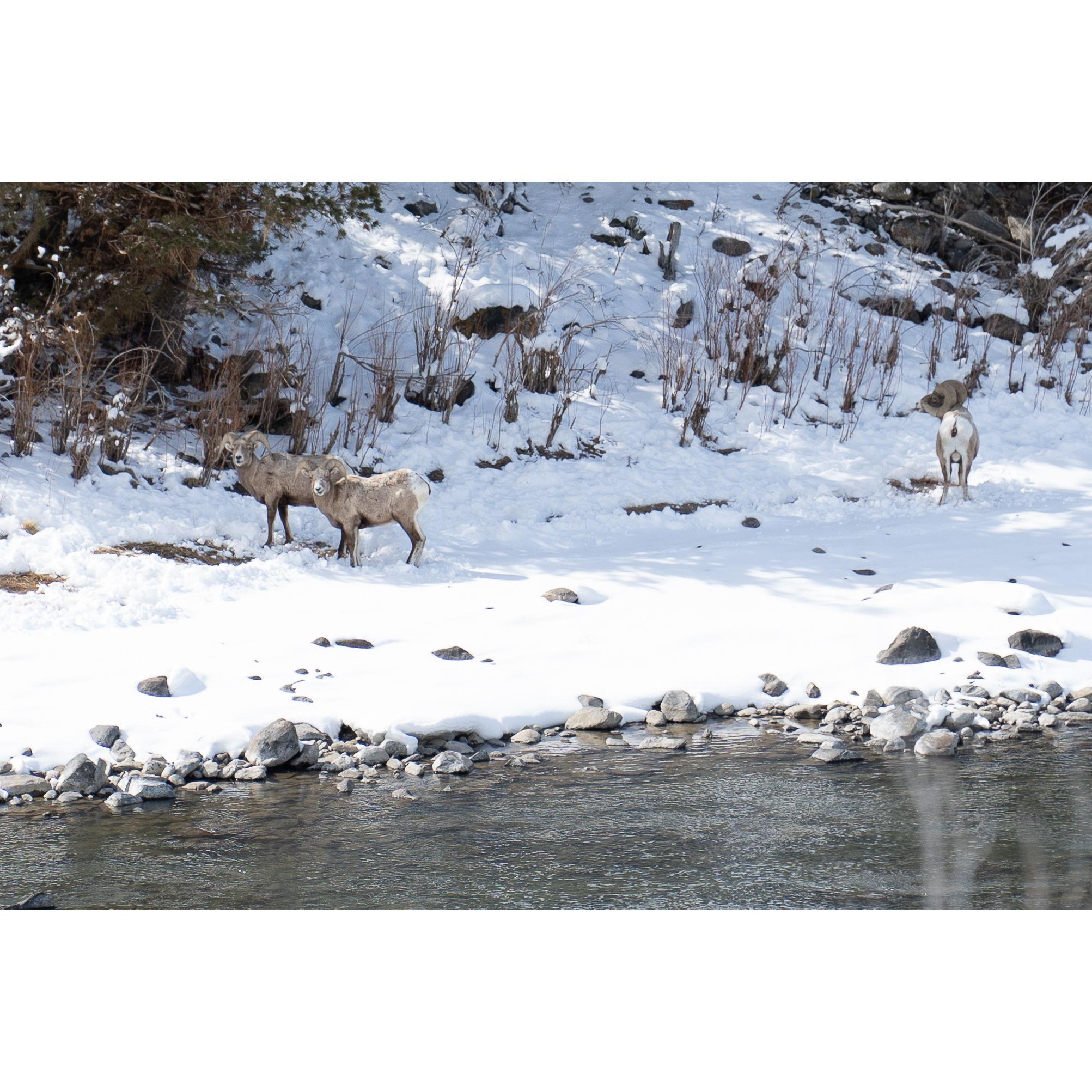 Rams hanging out along the Yellowstone River.