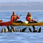Kayak Monterey Bay