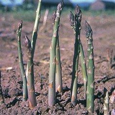 Asparagus (25 Crowns)