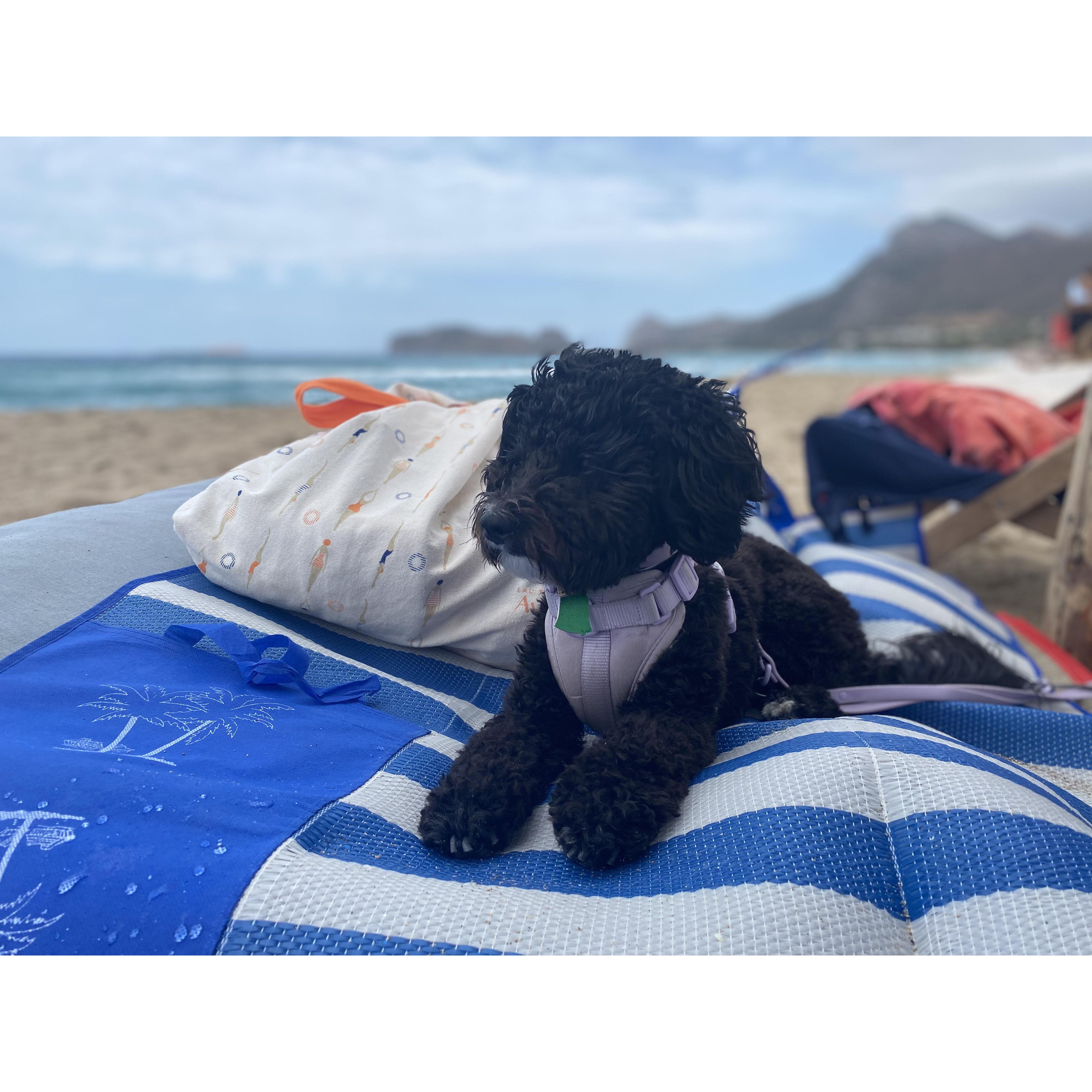 Bianca approving of Falasarna Beach for our wedding