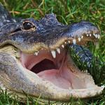 Lake Apopka Wildlife Drive