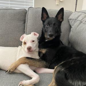 Wedding/Honeymoon Dog Boarding