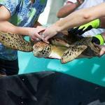 Loggerhead Marinelife Center