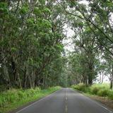 The Tree Tunnel