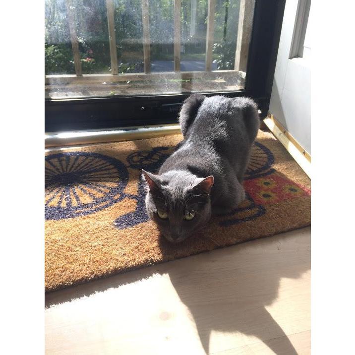 Iosif - David's second cat.