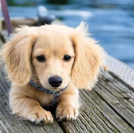 Our New Puppy