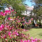 Kalmia Gardens