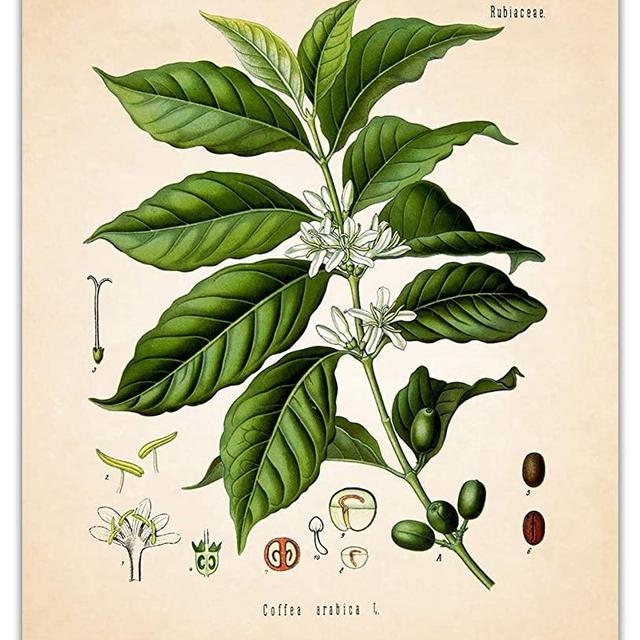 Vintage Coffee Plant Wall Art Print - (8x10) Photo Unframed Make Great Room Wall Decor Gift Idea Under $15