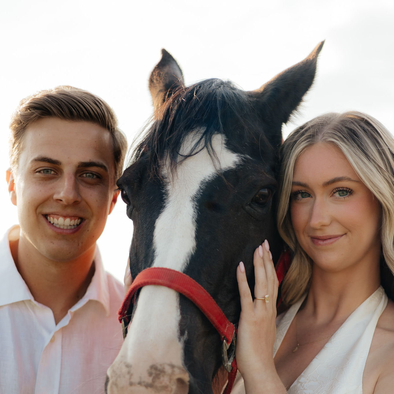 Chief the Horse