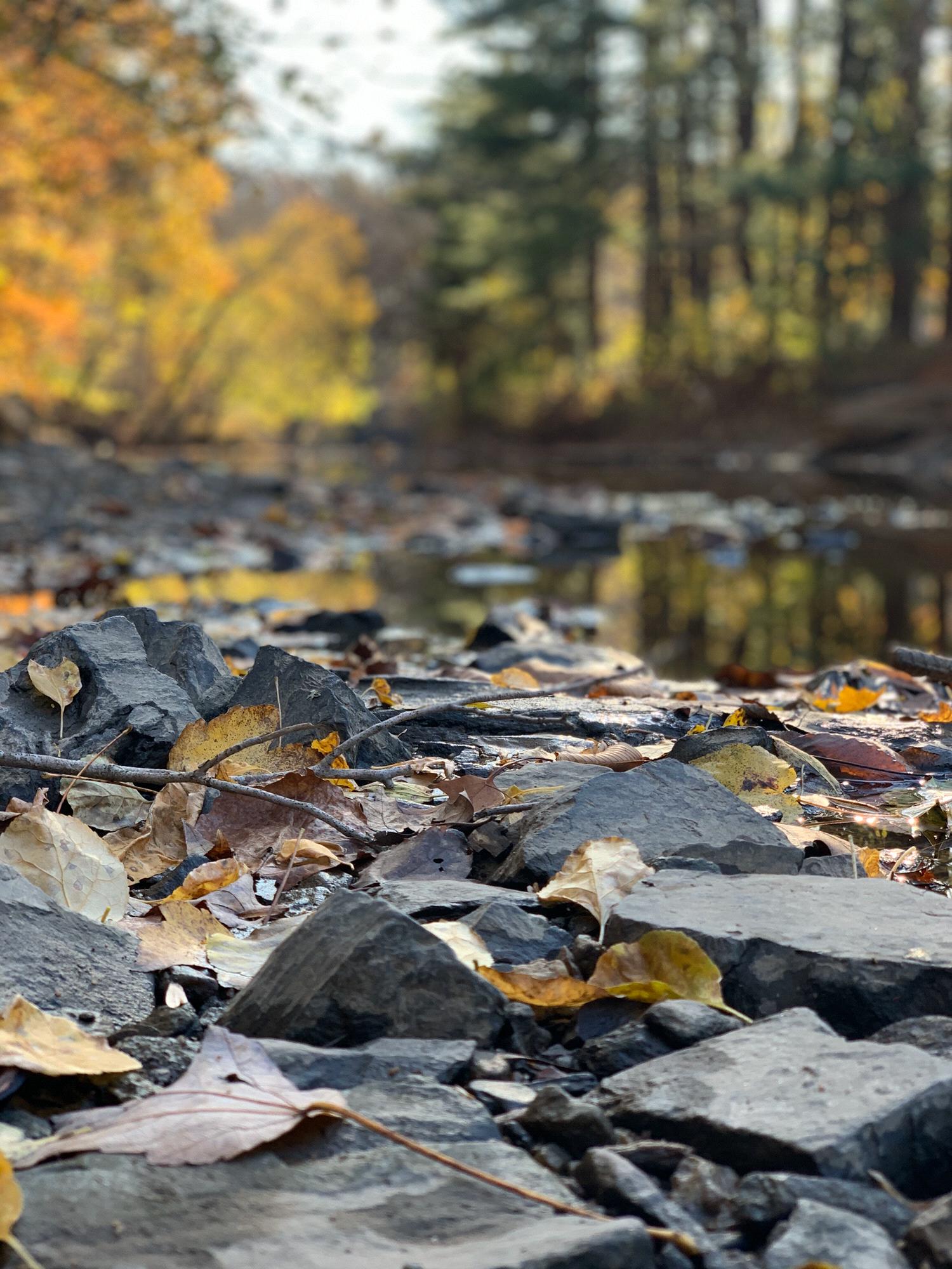 Lorimer park on proposal day