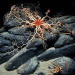 Peer into the deep @ Monterey Bay Aquarium