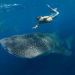 Whale Shark Adventure Tour