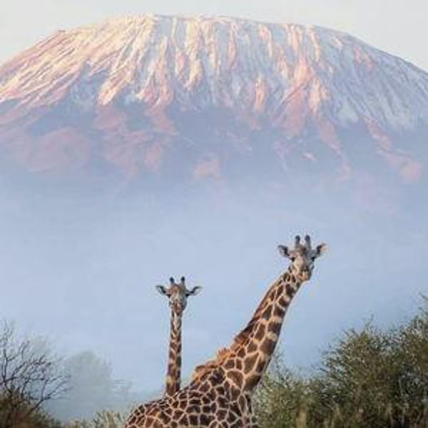 African Safari Honeymoon
