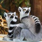 Duke Lemur Center