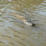 Honey Island Swamp