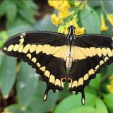 Missoula Butterfly House and Insectarium