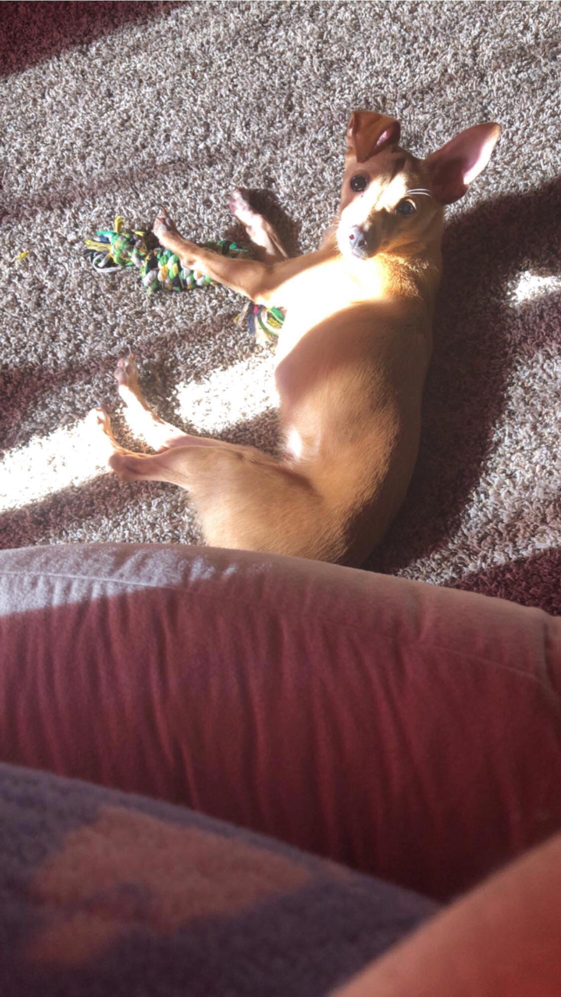 Our son Sir Twixton Johnson (Twix)