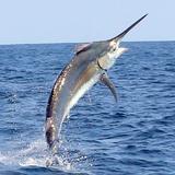 Sport Fishing