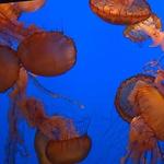 Monterey Bay Aquarium