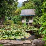 The Pond