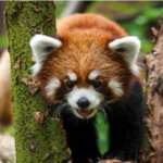 Pittsburgh Zoo & Aquarium