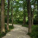 Fullersburg Woods Forest Preserve