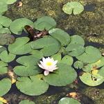 Sonoma Botanical Garden