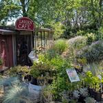 Mountain Sage Coffee