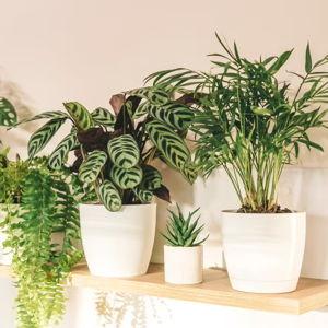House plants from our local plant nursery