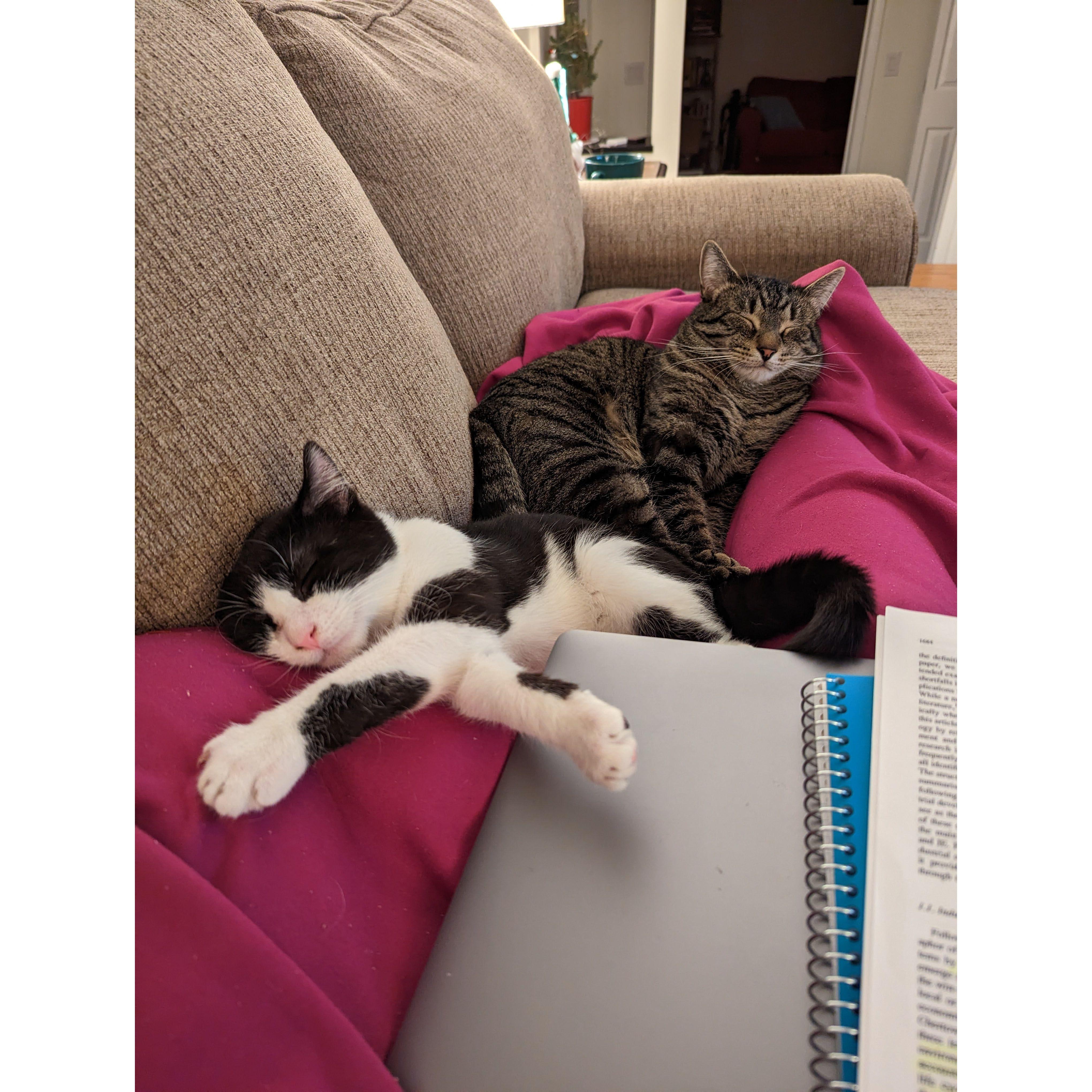 Both the bois learned to love each other very quickly and watching them get along brought tears to both their parents eyes