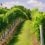 Wölffer Estate Vineyard