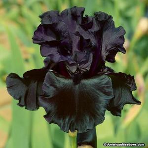 Black is Black Bearded Iris