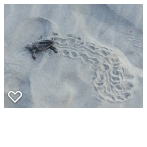 The annual running of the turtles at Fripp Island