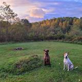 Summersville Lake & Surrounding Area