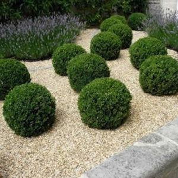 Dwarf Boxwood