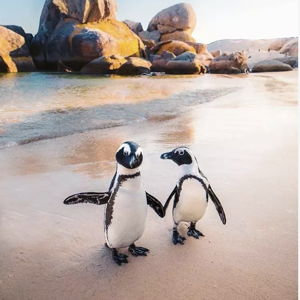 Boulder Beach Day w/ the penguins