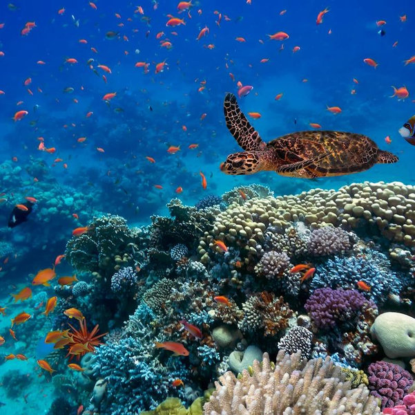 Caribbean snorkeling fun!