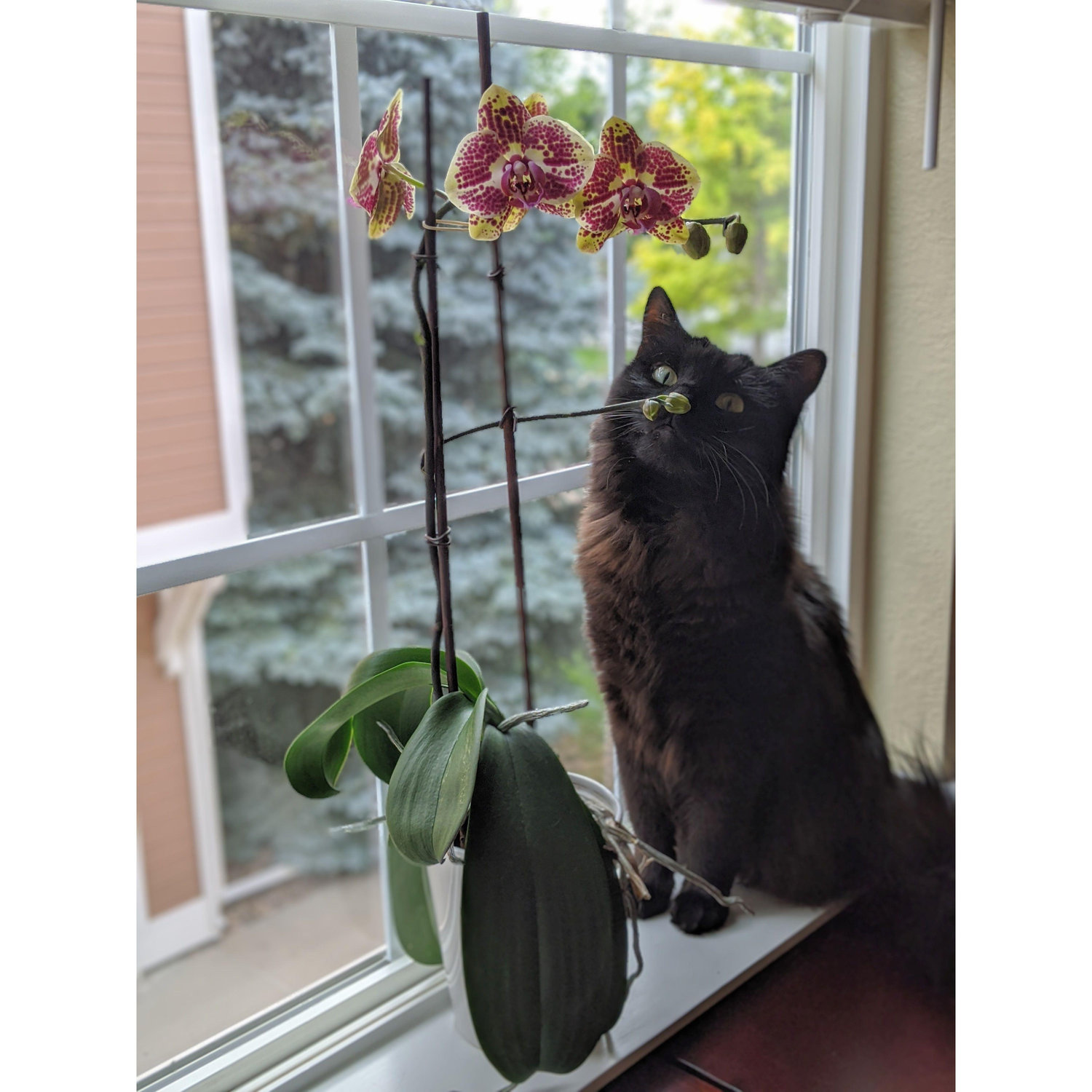 Zula... our sweetest poopy nation princess