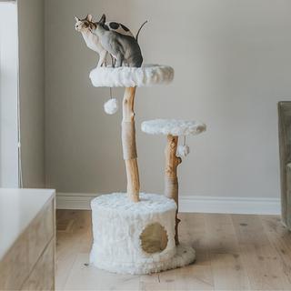 Alba Modern Wooden Cat Tree with Condo