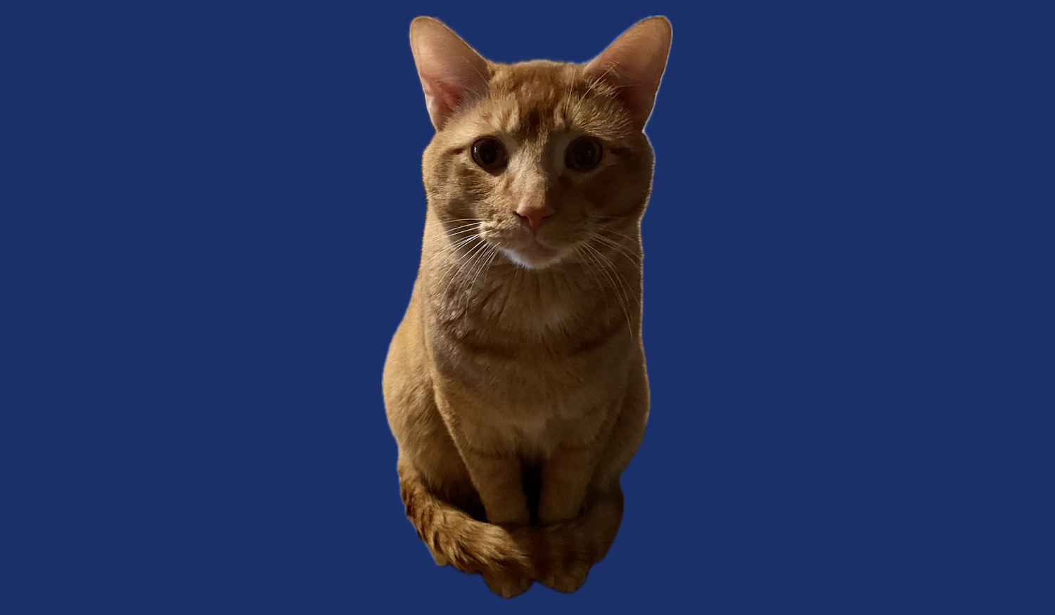 Footer image