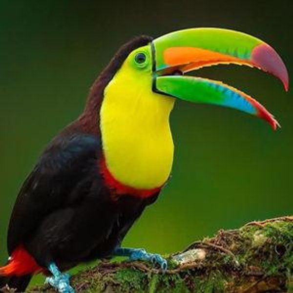 Samy Sees a Toucan (Honeymoon) Fund