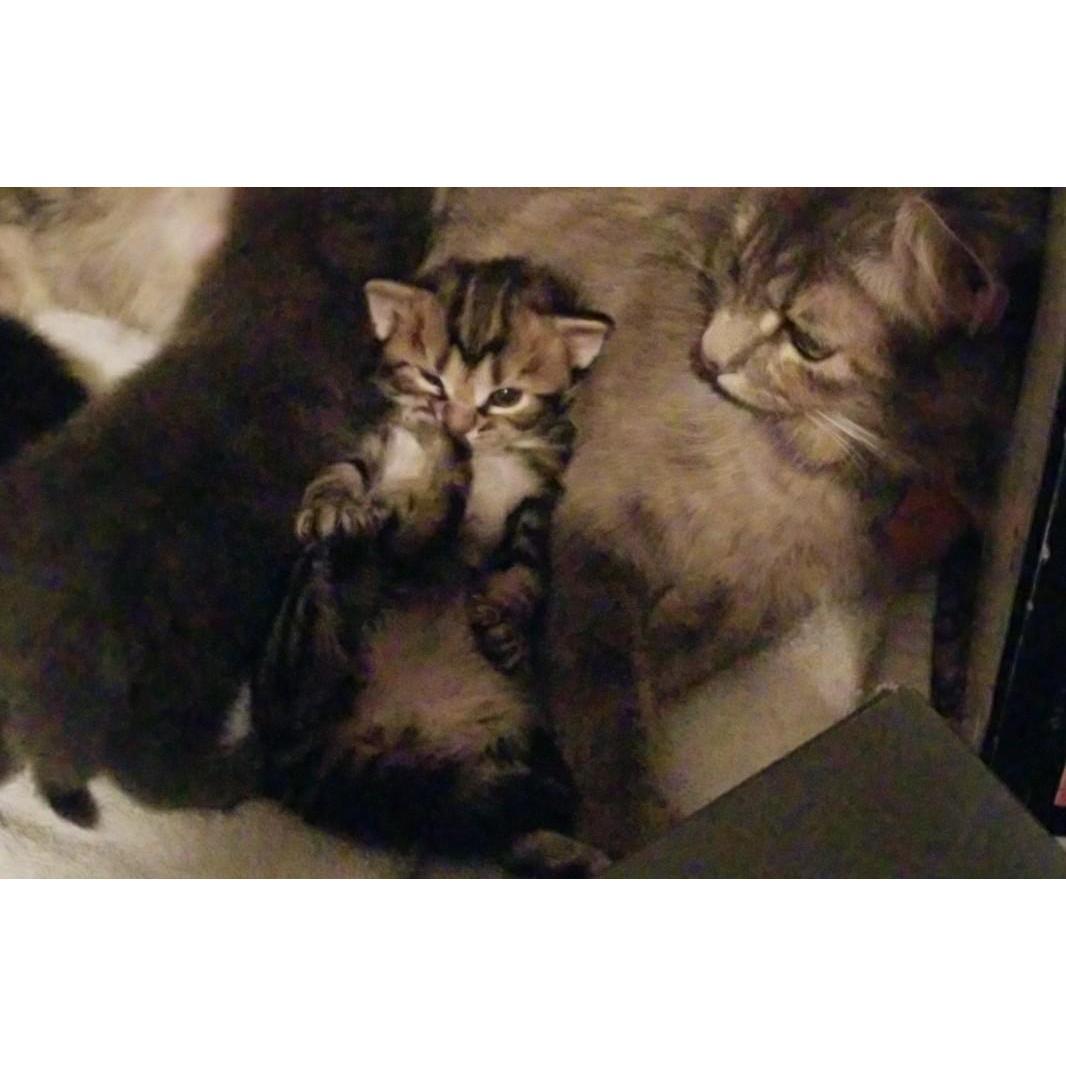 Baby Pepper, nomming feets.
