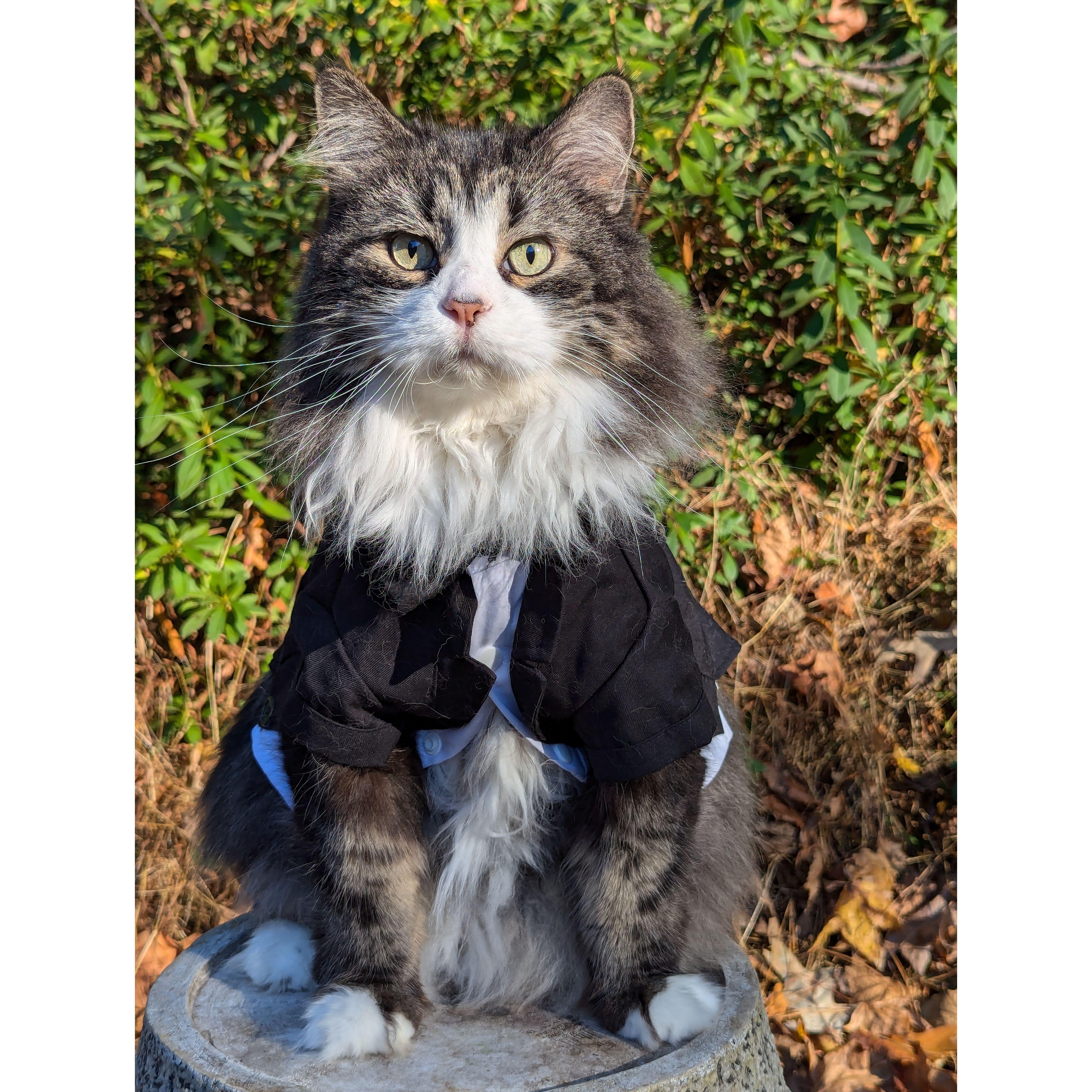 Mr. Benny in his tux from our save-the-dates!